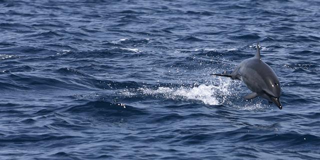 Delfines en las aguas de la isla de Tavolara